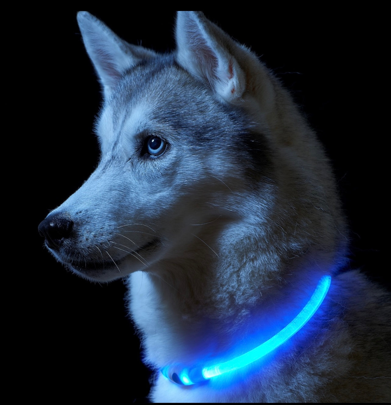 LED Hundehalsband – Wiederaufladbar, Wasserdicht & Super Hell